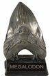 Large, Serrated, Fossil Megalodon Tooth #48374-1